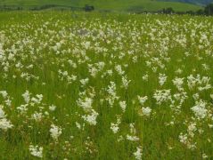 Koloncos legyezofűmező