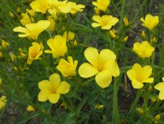 Sárga len (védett)