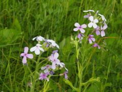 Erdei estike (védett)