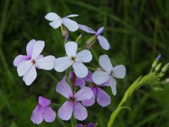 Erdei estike (védett)