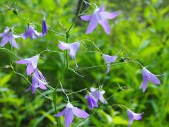 Terebélyes harangvirág