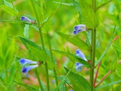 Vízmelléki csukoka