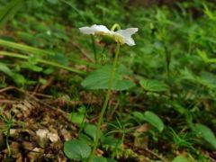 Egyvirágú körtike (védett)