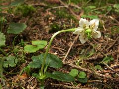 Egyvirágú körtike (védett)