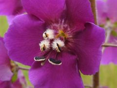 Lila ökörfarkkóró