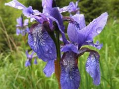 Sziberiai nőszirom (védett)