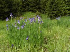 Sziberiai nőszirom (védett)