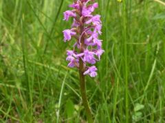 Szúnyoglábú bibircsvirág (vedett)