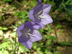 Baracklevelű harangvirág