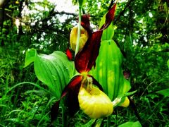 Boldogasszony papucsa (fokozottan védett)