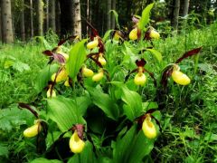 Boldogasszony papucsa (fokozottan védett)