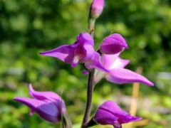 Piros madársisak (védett)