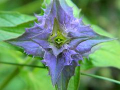 Kéküstökű csormolya