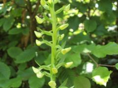 Kétlevelű sarkvirág (védett),