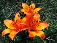 Tűzliliom (fokozottan védett)