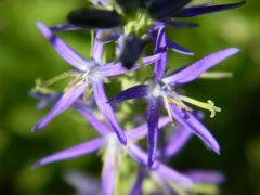 Harangcsillag (védett)