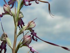 Janka sallangvirág (fokozottan védett)