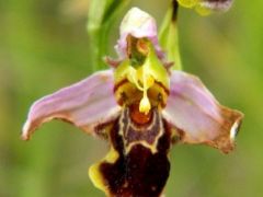 Méhbangó (védett)