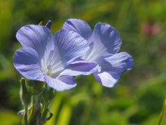 Borzas len (védett)