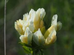 Fehér zanót (védett)