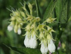 Fehérviragú fekete nadalytő