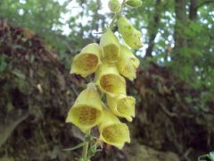 Sárga gyűszűvirág