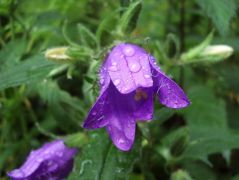 Reggeli tisztálkodás (Harangvirág)