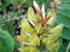 Édes levelű csüdfű