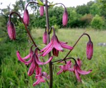 Turbánliliom - védett