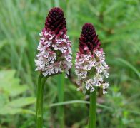 Sömörös kosbor - védett