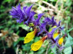 Kéküstökű csormolya