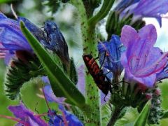 Terjőkekígyószisz