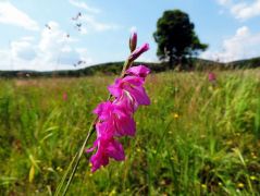 Réti kardvirág - védett