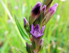 Csinos tárnicska - védett