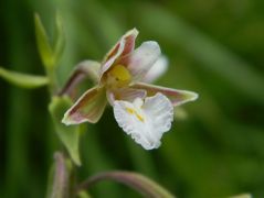 Mocsári nőszőfű - védett