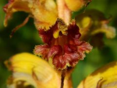 Vérvörös vajvirág