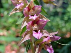 Széleslevelű nőszőfű - védett