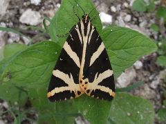 Nem virág, de szép...