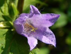 Csalánlevelű harangvirág