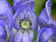 Karcsú sisakvirág - védett