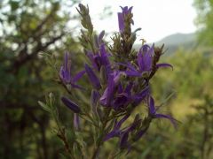 Harangcsillag - védett