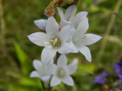 Csomós harangvirág, fehér színben