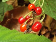 Keserű csucsor termése