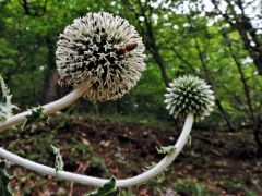 Fehér szamárkenyér