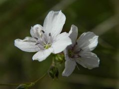 Árlevelű len - védett