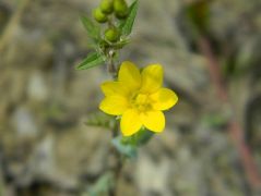 Átnőttlevelű gyíkpohár - védett