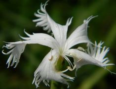 Kései szegfű - védett