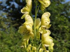 Méregölő sisakvirág