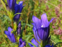 Kornistárnics - védett