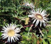 Szártalan bábakalács - védett